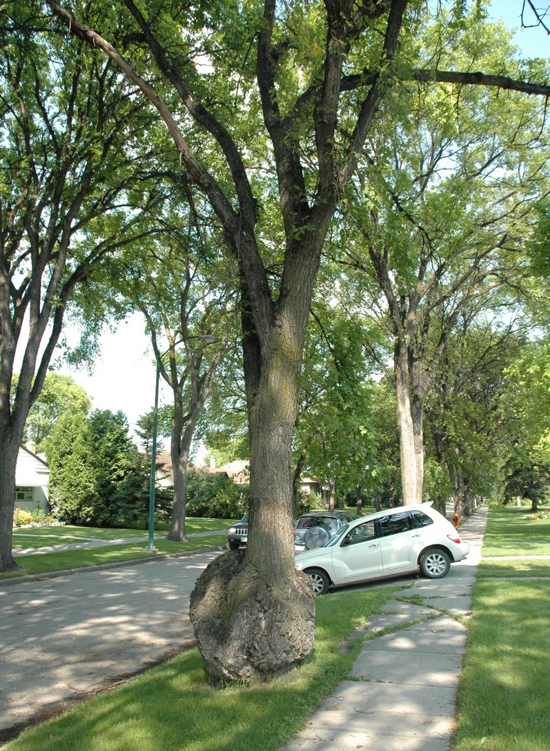 Elm Burl on Calrossie Street